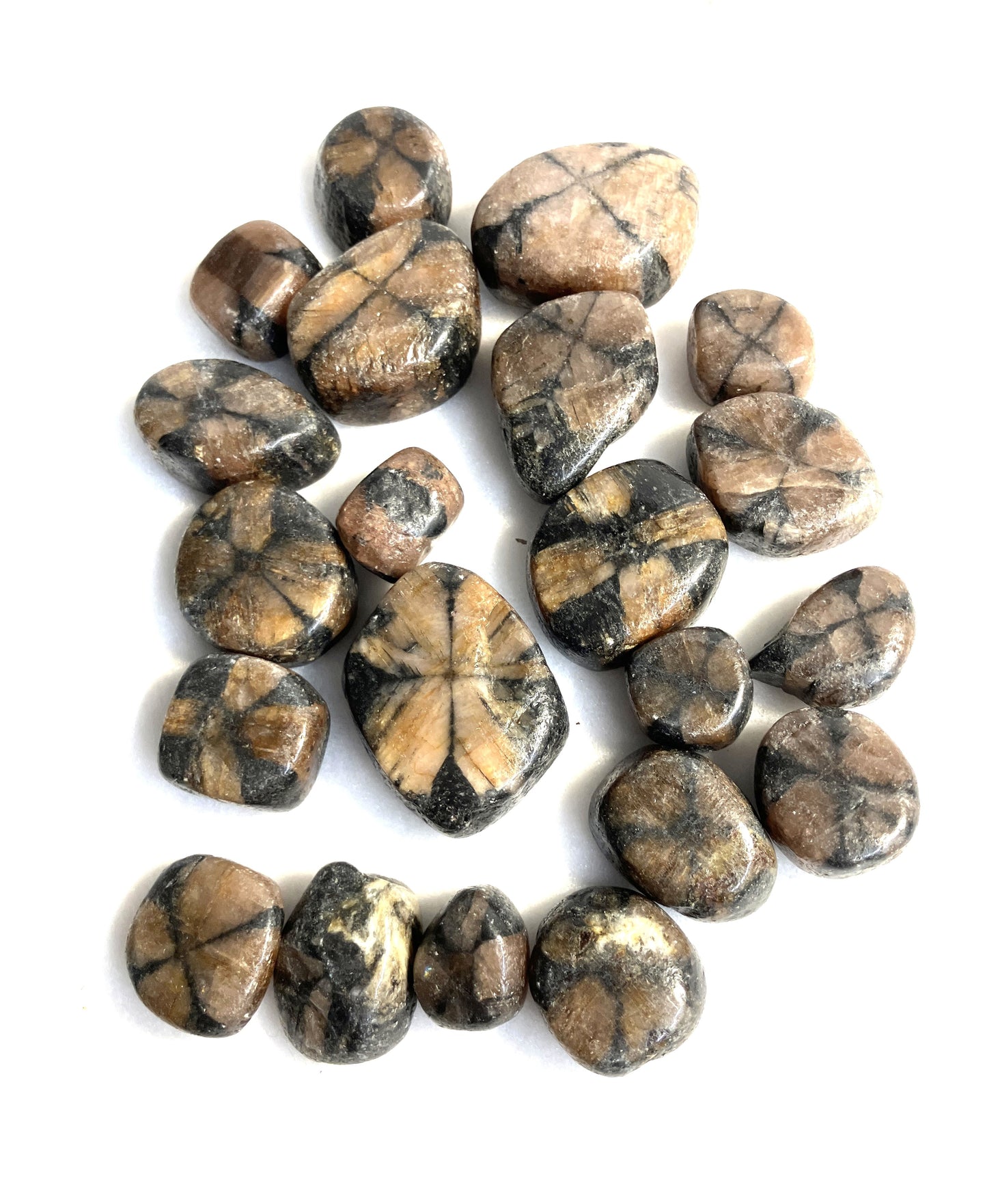 Collection of Chiastolite Crystal on a white background