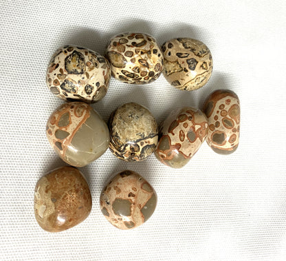 Front view of Leopardite Crystals on a white fabric background