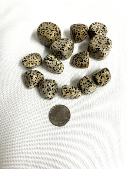 Group of Dalmatian Jasper Crystals with a quarter for scale on a white background