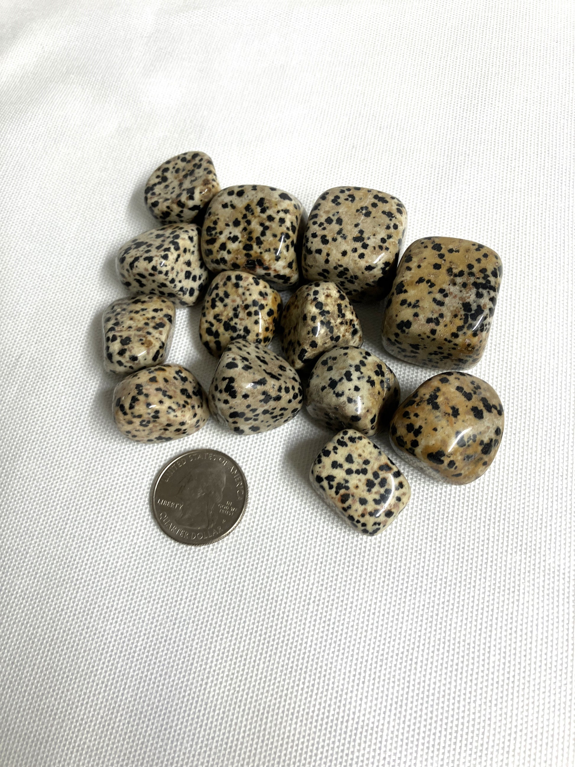 Tumbled Dalmatian Jasper Crystals on a white background with a coin for scale.