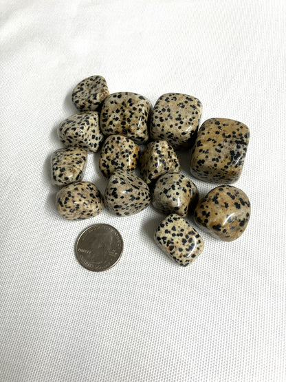 Tumbled Dalmatian Jasper Crystals on a white background with a coin for scale.