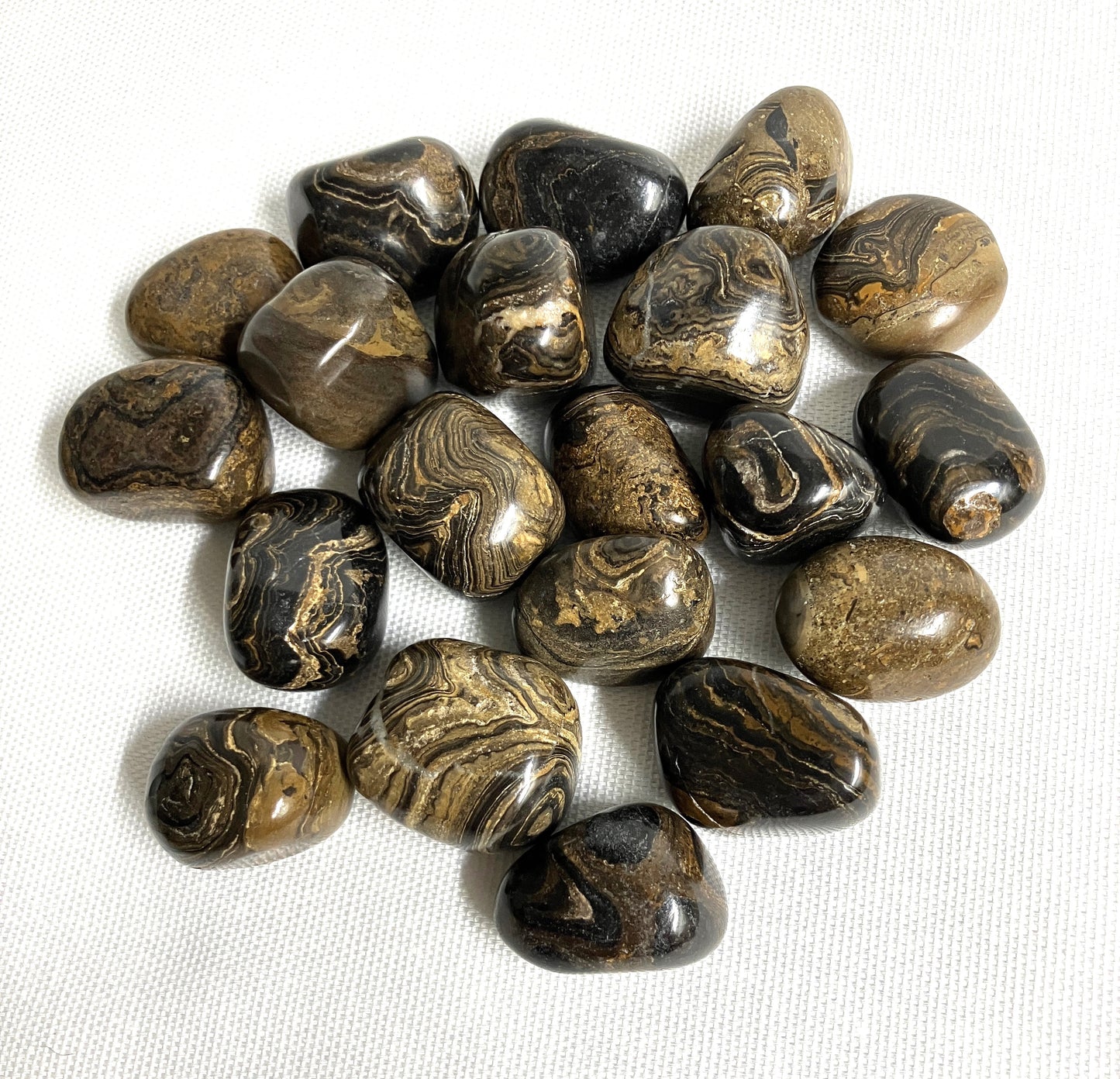 Back side of Stromatolite Crystal shown on a white background