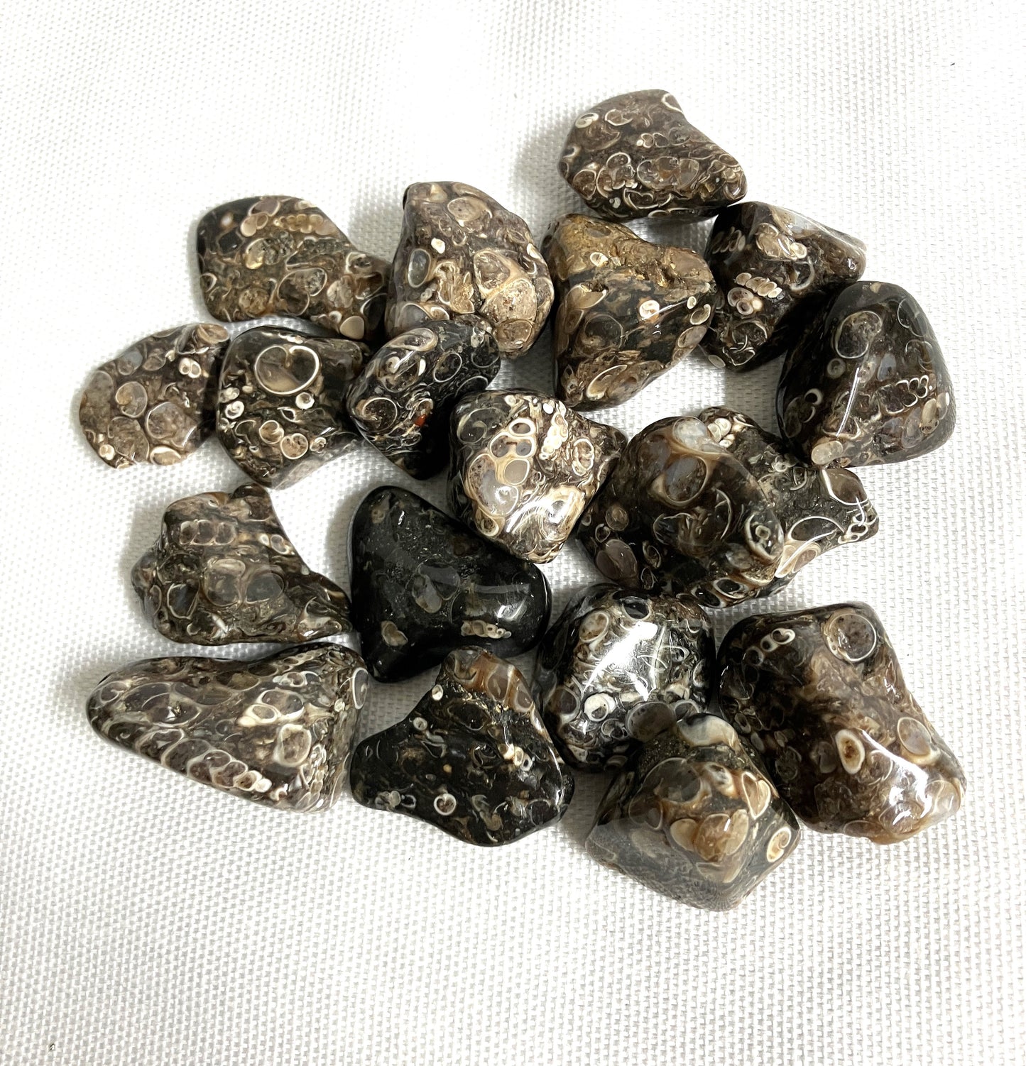 Turritella Fossil Agate Tumbled stones showing the pattern displayed on a white fabric background