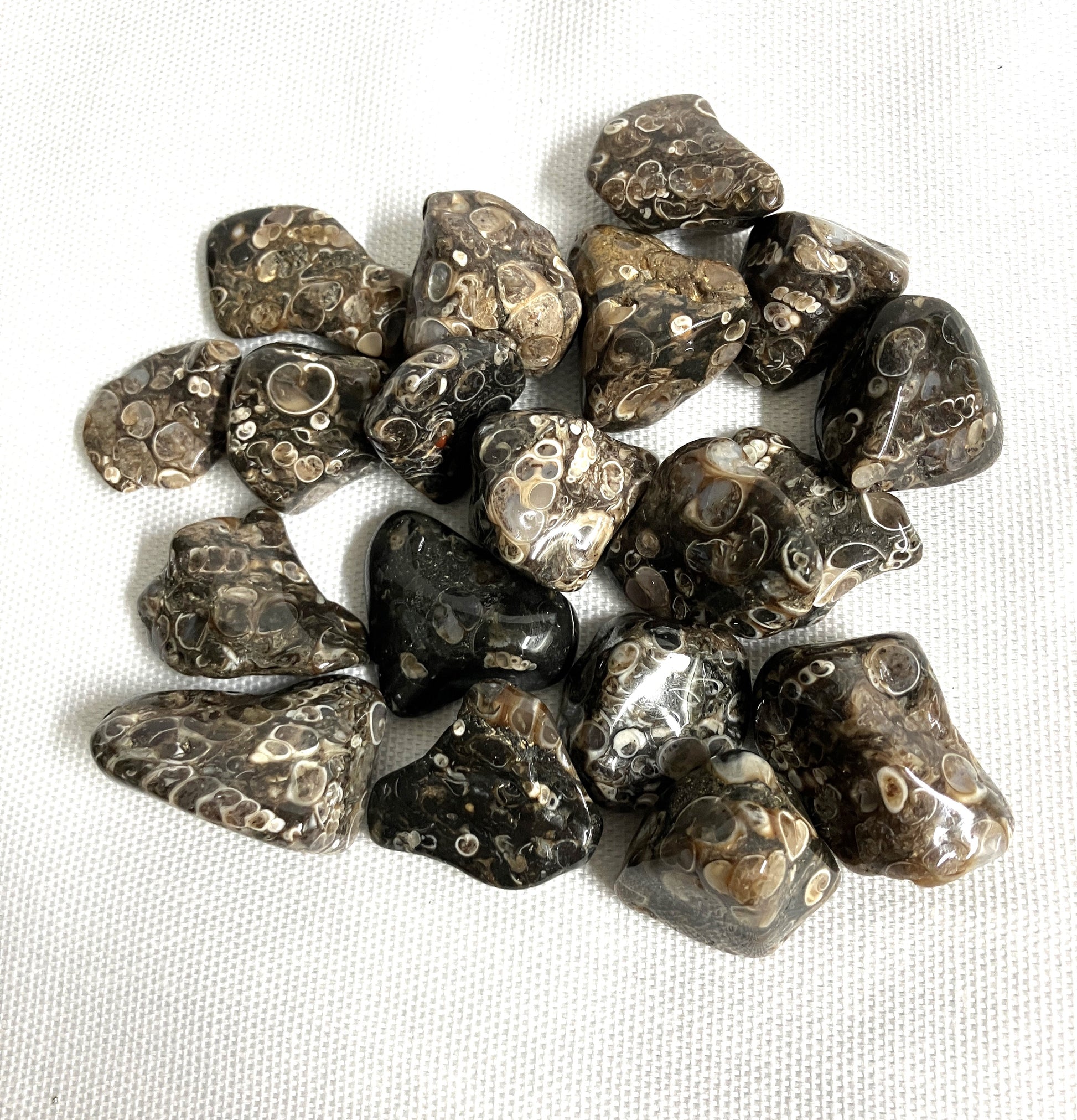 Turritella Fossil Agate Tumbled stones showing the pattern displayed on a white fabric background