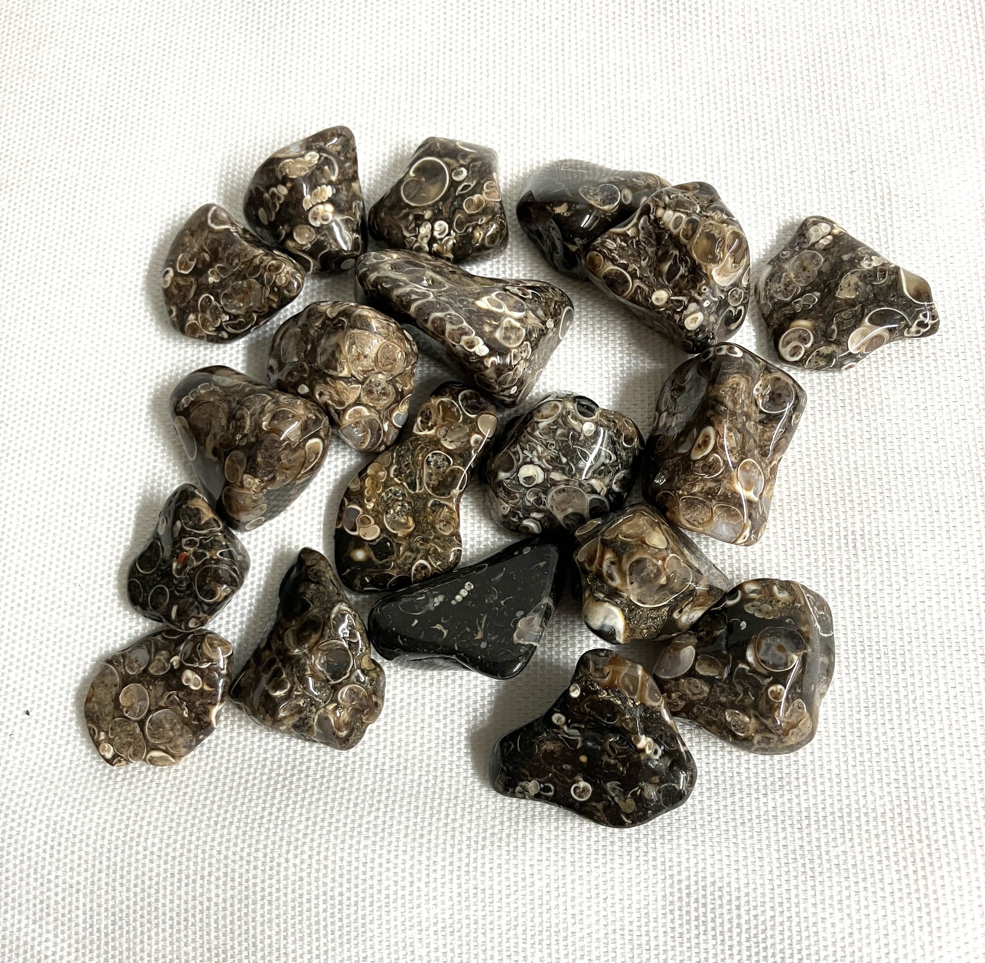 Display of Turritella Fossil Agate Tumbled showing the unique pattern on a white fabric background Front view