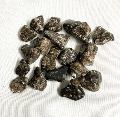 Display of Turritella Fossil Agate Tumbled showing the unique pattern on a white fabric background Front view