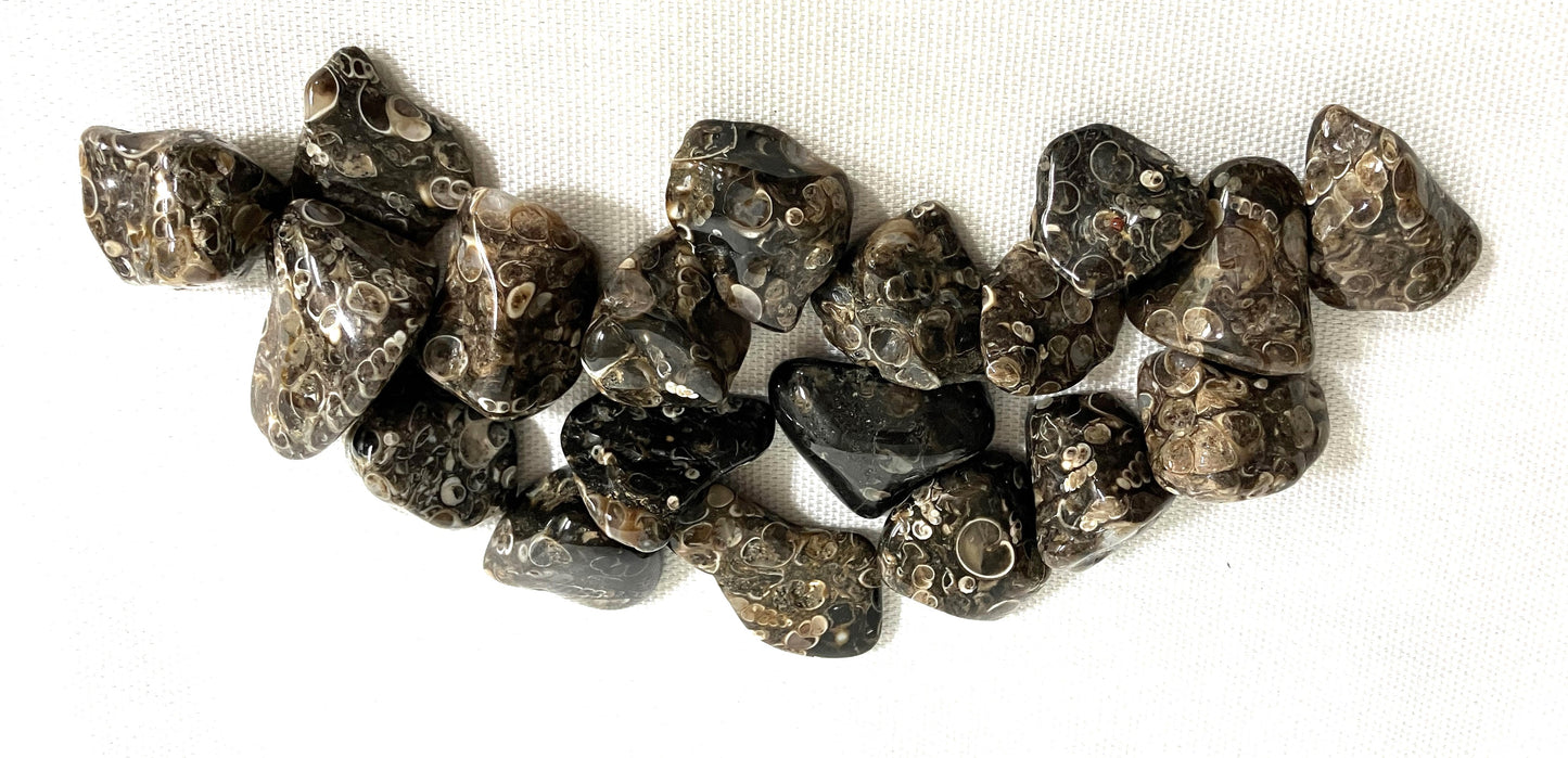 Turritella Fossil Agate Tumbled on a white background