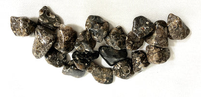Turritella Fossil Agate Tumbled on a white background