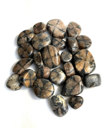 Collection of Chiastolite Crystal showing the crosses displayed on a white background